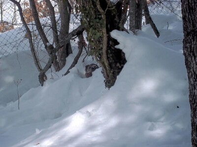 Zbog visokog snijega, divljač u opasnosti