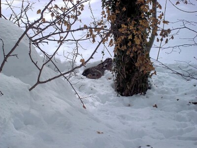 Zbog visokog snijega, divljač u opasnosti