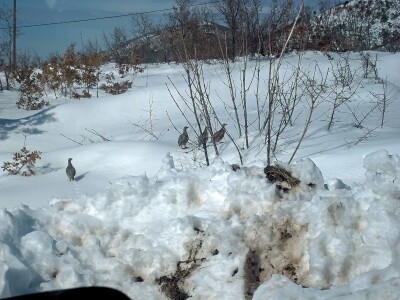 Zbog visokog snijega, divljač u opasnosti
