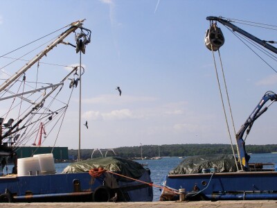 Zbog zagrijavanja Jadrana naša je srdela puno manja - kaže Neven Iveša, poznavatelj i istraživač mora Zbog zagrijavanja Jadrana naša je srdela puno manja - kaže Neven Iveša, poznavatelj i istraživač mora