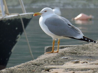 Zbog zagrijavanja Jadrana naša je srdela puno manja - kaže Neven Iveša, poznavatelj i istraživač mora Zbog zagrijavanja Jadrana naša je srdela puno manja - kaže Neven Iveša, poznavatelj i istraživač mora