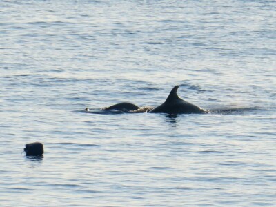 Zbog zagrijavanja Jadrana naša je srdela puno manja - kaže Neven Iveša, poznavatelj i istraživač mora Zbog zagrijavanja Jadrana naša je srdela puno manja - kaže Neven Iveša, poznavatelj i istraživač mora