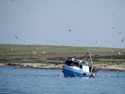 Zbog zagrijavanja Jadrana naša je srdela puno manja - kaže Neven Iveša, poznavatelj i istraživač mora Zbog zagrijavanja Jadrana naša je srdela puno manja - kaže Neven Iveša, poznavatelj i istraživač mora