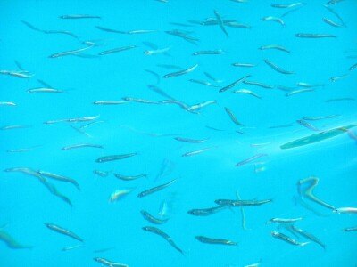 Zbog zagrijavanja Jadrana naša je srdela puno manja - kaže Neven Iveša, poznavatelj i istraživač mora Zbog zagrijavanja Jadrana naša je srdela puno manja - kaže Neven Iveša, poznavatelj i istraživač mora