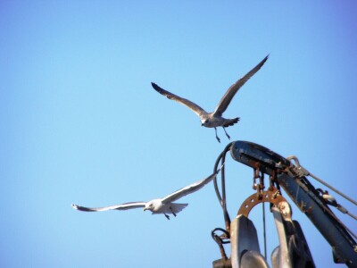 Zbog zagrijavanja Jadrana naša je srdela puno manja - kaže Neven Iveša, poznavatelj i istraživač mora Zbog zagrijavanja Jadrana naša je srdela puno manja - kaže Neven Iveša, poznavatelj i istraživač mora
