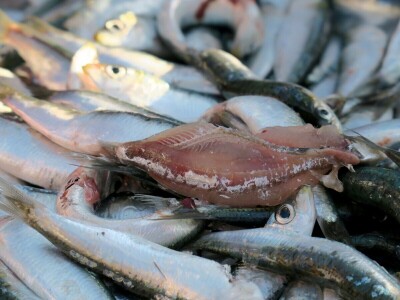 Zbog zagrijavanja Jadrana naša je srdela puno manja - kaže Neven Iveša, poznavatelj i istraživač mora Zbog zagrijavanja Jadrana naša je srdela puno manja - kaže Neven Iveša, poznavatelj i istraživač mora