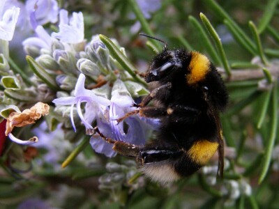Zbog zaštite oprašivača, travnjaci u Puli, kasnije će se kositi