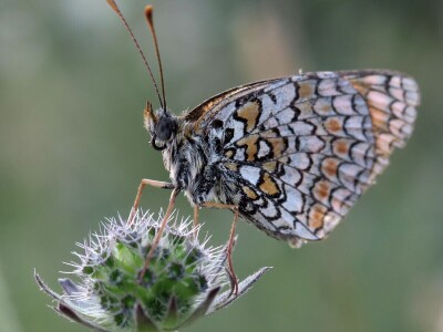 Zbog zaštite oprašivača, travnjaci u Puli, kasnije će se kositi