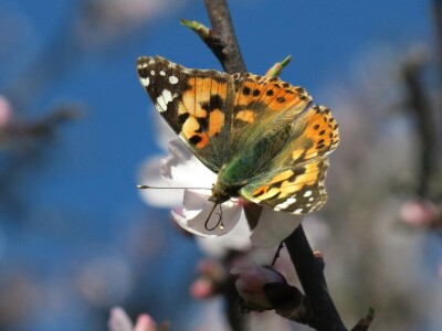 Zbog zaštite oprašivača, travnjaci u Puli, kasnije će se kositi