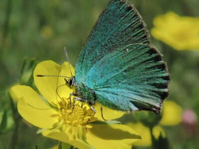 Zbog zaštite oprašivača, travnjaci u Puli, kasnije će se kositi