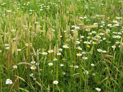 Zbog zaštite oprašivača, travnjaci u Puli, kasnije će se kositi