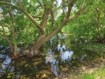 Zbog zaštite oprašivača, travnjaci u Puli, kasnije će se kositi