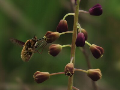 Zbog zaštite oprašivača, travnjaci u Puli, kasnije će se kositi