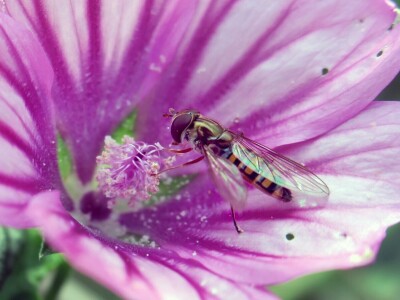 Zbog zaštite oprašivača, travnjaci u Puli, kasnije će se kositi