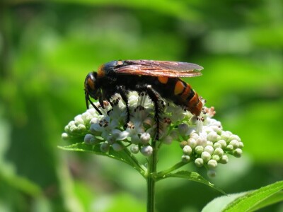Zbog zaštite oprašivača, travnjaci u Puli, kasnije će se kositi