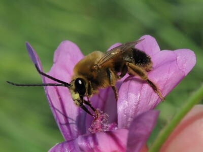 Zbog zaštite oprašivača, travnjaci u Puli, kasnije će se kositi