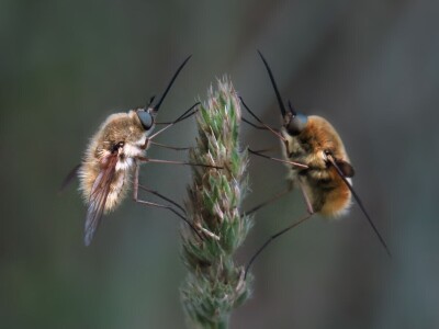 Zbog zaštite oprašivača, travnjaci u Puli, kasnije će se kositi