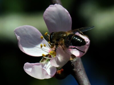 Zbog zaštite oprašivača, travnjaci u Puli, kasnije će se kositi