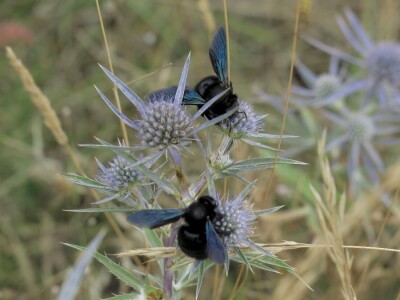 Zbog zaštite oprašivača, travnjaci u Puli, kasnije će se kositi