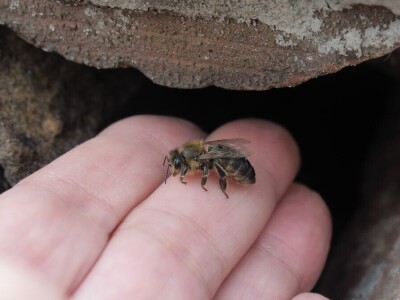 Zbog zaštite oprašivača, travnjaci u Puli, kasnije će se kositi
