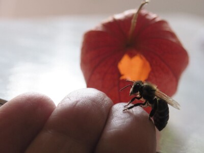 Zbog zaštite oprašivača, travnjaci u Puli, kasnije će se kositi