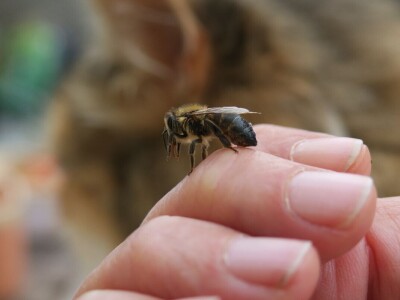 Zbog zaštite oprašivača, travnjaci u Puli, kasnije će se kositi