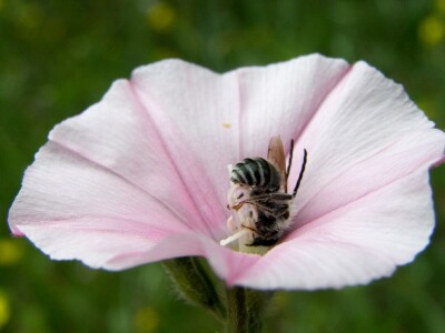 Zbog zaštite oprašivača, travnjaci u Puli, kasnije će se kositi