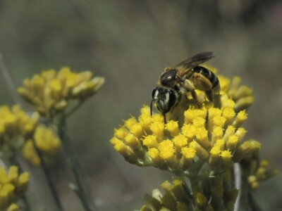 Zbog zaštite oprašivača, travnjaci u Puli, kasnije će se kositi