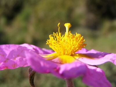 Zbog zaštite oprašivača, travnjaci u Puli, kasnije će se kositi