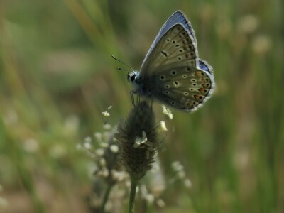 Zbog zaštite oprašivača, travnjaci u Puli, kasnije će se kositi