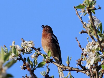 Zbog zaštite oprašivača, travnjaci u Puli, kasnije će se kositi