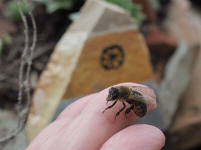 Zbog zaštite oprašivača, travnjaci u Puli, kasnije će se kositi