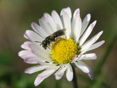 Zbog zaštite oprašivača, travnjaci u Puli, kasnije će se kositi