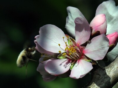 Zbog zaštite oprašivača, travnjaci u Puli, kasnije će se kositi