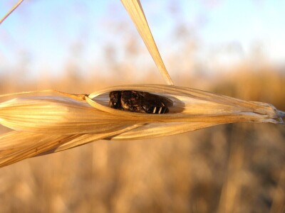 Zbog zaštite oprašivača, travnjaci u Puli, kasnije će se kositi
