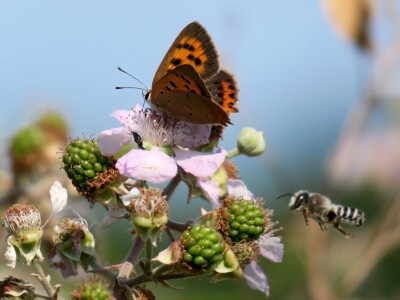 Zbog zaštite oprašivača, travnjaci u Puli, kasnije će se kositi