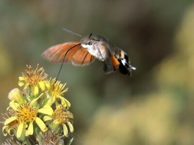 Zbog zaštite oprašivača, travnjaci u Puli, kasnije će se kositi