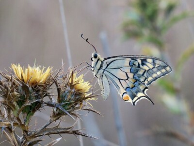 Zbog zaštite oprašivača, travnjaci u Puli, kasnije će se kositi