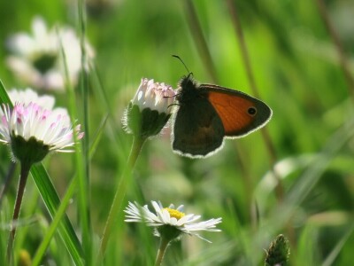 Zbog zaštite oprašivača, travnjaci u Puli, kasnije će se kositi