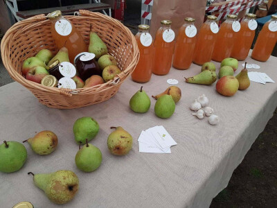 Intervju: Maja Miljević, Zdrava logika, Banja Luka