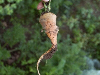 Intervju: Maja Miljević, Zdrava logika, Banja Luka