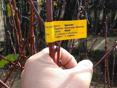 Intervju: Maja Miljević, Zdrava logika, Banja Luka