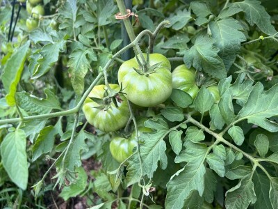 Čuvanje sjemena rajčica