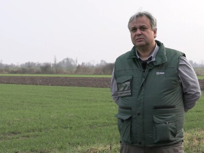 Zdravko Vuković - gnojidba pšenice Zdravko Vuković - gnojidba pšenice