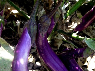 Zebrina sa Kariba raste pored Morave