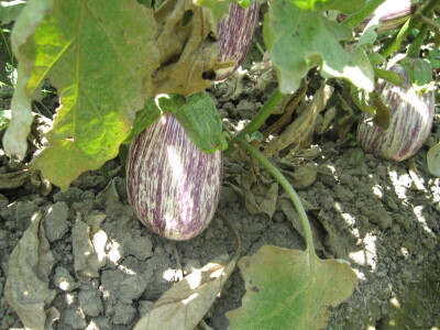 Zebrina sa Kariba raste pored Morave