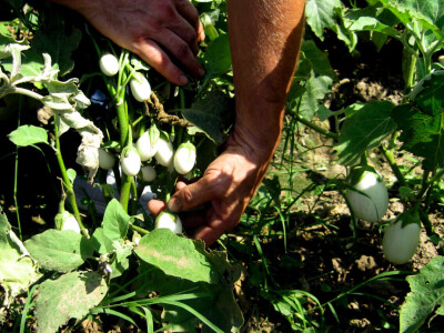 Zebrina sa Kariba raste pored Morave