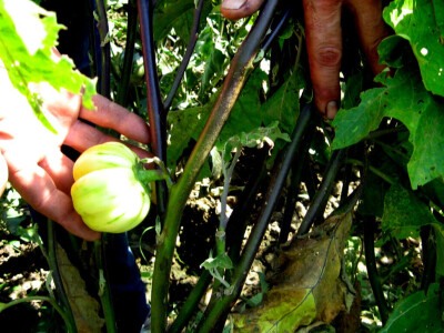 Zebrina sa Kariba raste pored Morave