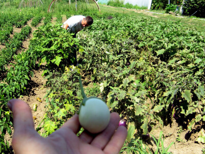 Zebrina sa Kariba raste pored Morave