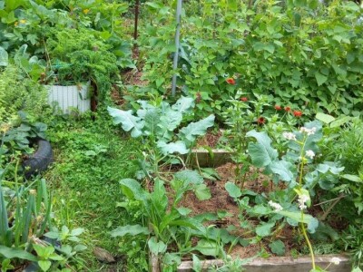 Zehrinina šuma hrane